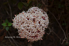 Ixora notoniana
